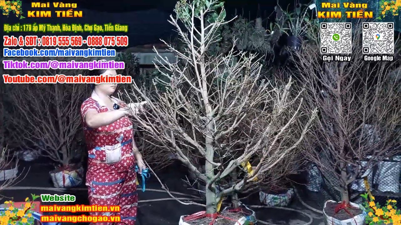Phôi Mai Thủ Đức Giá Rẻ Bao Ship Bao Sống Toàn Quốc - Mai Vàng Kim Tiền Chợ Gạo
