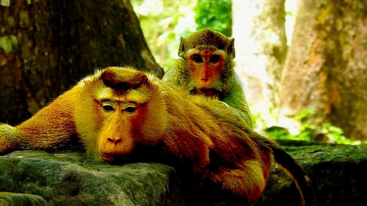 Monkey Story: Pongo & Pieper’s Love Grooming Revealed ❤️