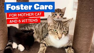 Foster Care for Mother Cat and 6 Kittens