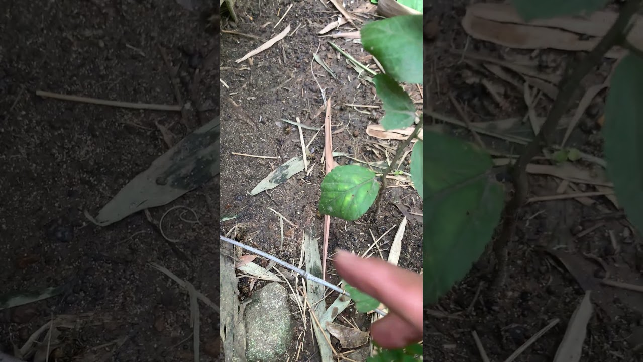 Nature’s Tiny Heroes 🐝 | Keeping the Hive Healthy One Bee at a Time