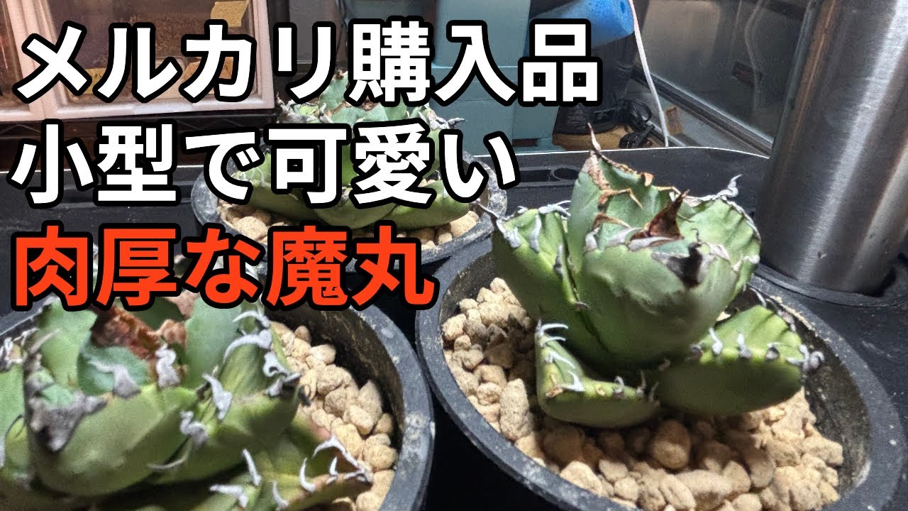 小さくて可愛いアガベの魔丸 - YouTube