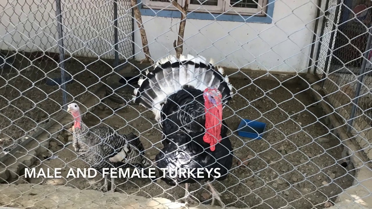 mail and fmail turkeys mail and fmail turkeys