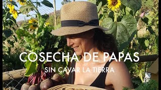 Cosecha de Papas | Método Ruth Stout! Abundancia en el Huerto