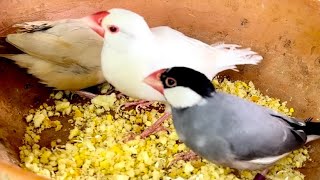 Feeding Java Sparrows | Multi color Java Sparrows | Fawn Java, Grey Java, Albino Java, Silver Java