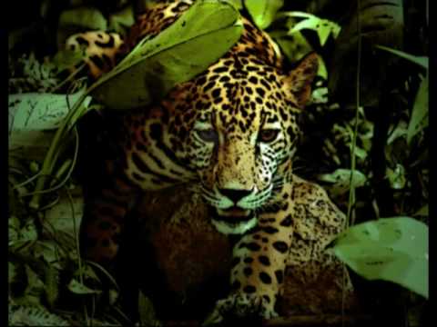 Jean-Louis Murat, Days of the Jaguar live