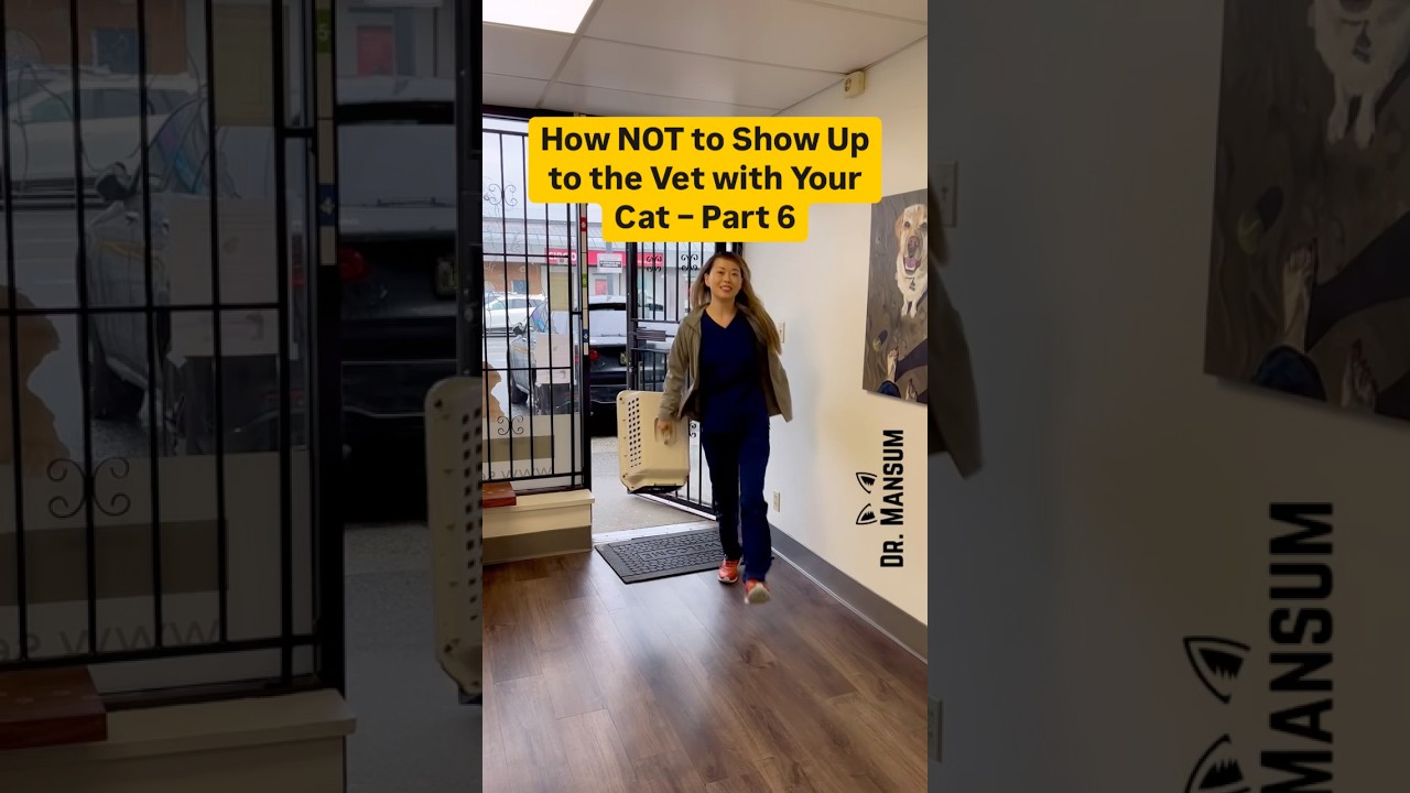 How NOT to Show Up to the Vet with Your Cat 🤢 Part 6