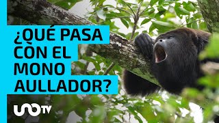 Mono aullador, ¿cómo es la especie que registra múltiples muertes en México?