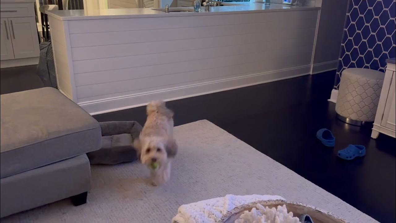 Dog Runs Into Wall While Attempting to Fetch Ball 1496069 YouTube