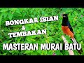 MASTERAN MURAI BATU GACOR FULL ISIAN MEWAH//GAMPANG DITIRU MURAI BAHAN PASTOL DAN TROTOL