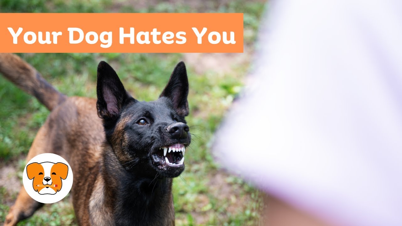 Signs That Suggest Your Dog May Lack Love for You [14 Signs]