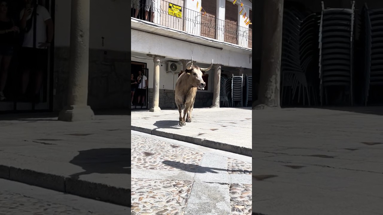 Imponente vaca de la ganadería navarra de Ustarroz, adquirida en Finca Valdelajara.