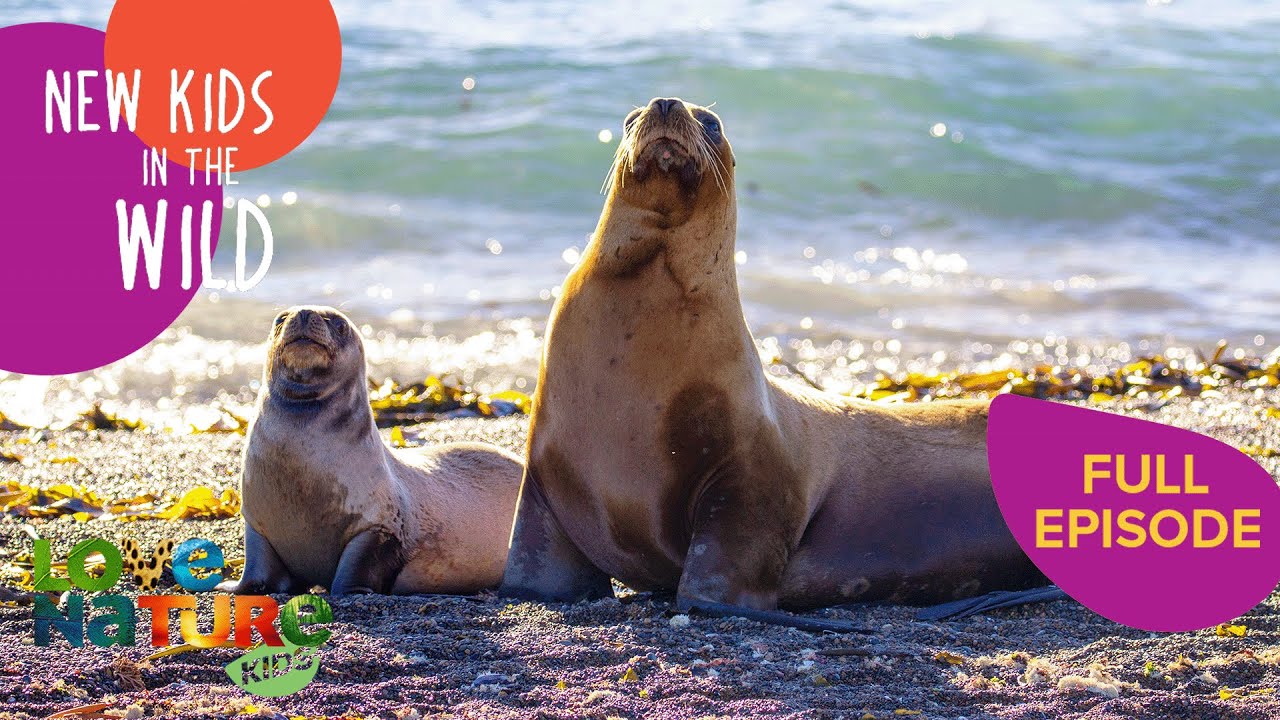 Sea Lion Pups Take First Swimming Lesson | New Kids In The Wild 202