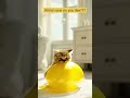 kittens playing with balloon #cat #cuteanimals #shortvideo #shortsfeed #catlover #shorts #playing