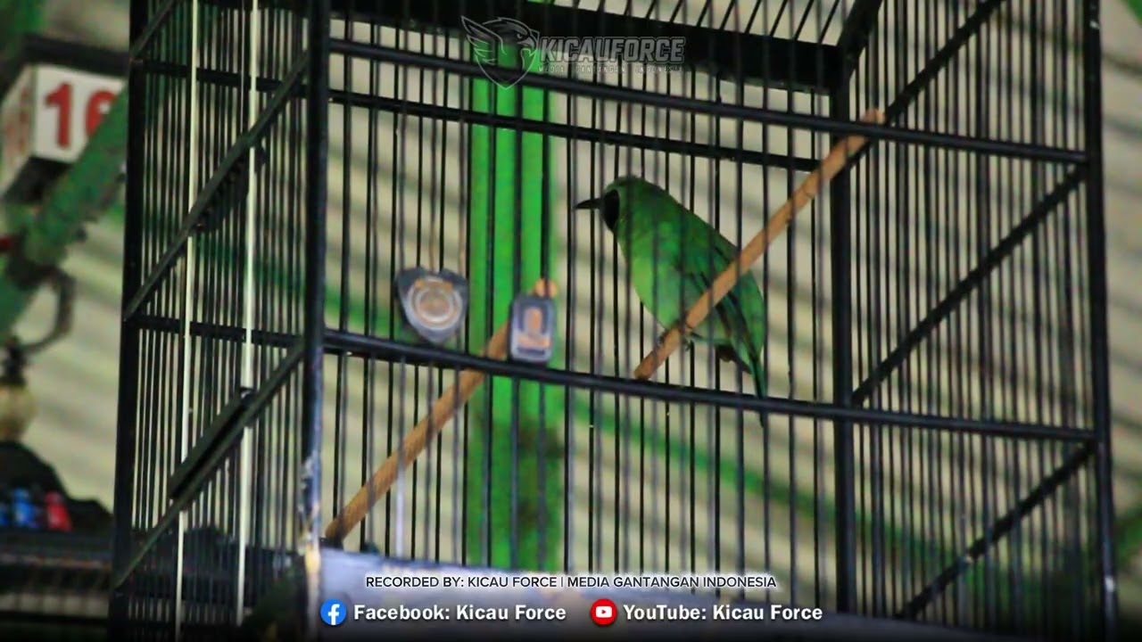 Cucak Ijo Materi Kenari Sound Nya Bikin Blok - A Merinding😱