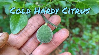 Cold Hardy Citrus - Everything You Need To Know