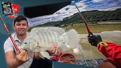 Câu Đài | Trải nghiệm câu cá rô phi khủng tại hồ câu Nga Kiên - Lâm Đồng