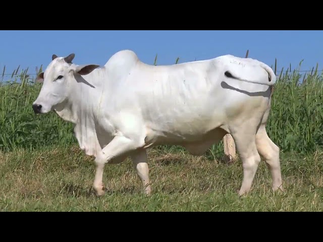LOTE 32 mp4