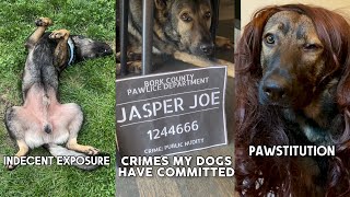 Crimes My Dogs Have Committed