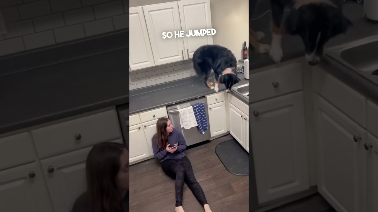 Dogs are amazing ❤️👏