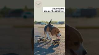 What you don’t Know About Beagles  #beagles #dogshorts #makeitviral