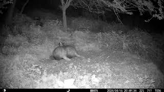 3 Adult  Badgers & 1 baby  16apr24 Cambs UK 950pm by Aviation Videos & Wildlife FULL HD 29 views 2 weeks ago 1 minute, 1 second