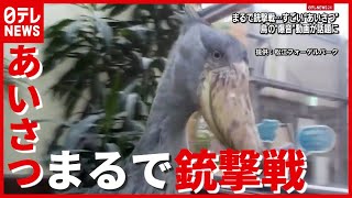 普段は“のんびり”…あいさつは“爆音”！？「ハシビロコウ」のあいさつが話題　島根・松江（2021年6月1日放送）