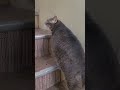 #cat #mow #catlovers #cutecat