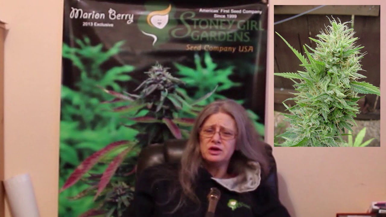 Strain Info - August West