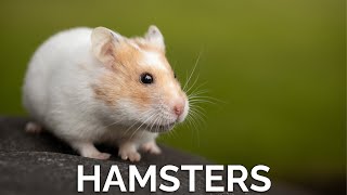 Hamster | Rats | Ultimate Wild Animals Collection in 4K ULTRA HD / 4K TV