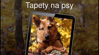 Tapety na psy 4k screenshot 2