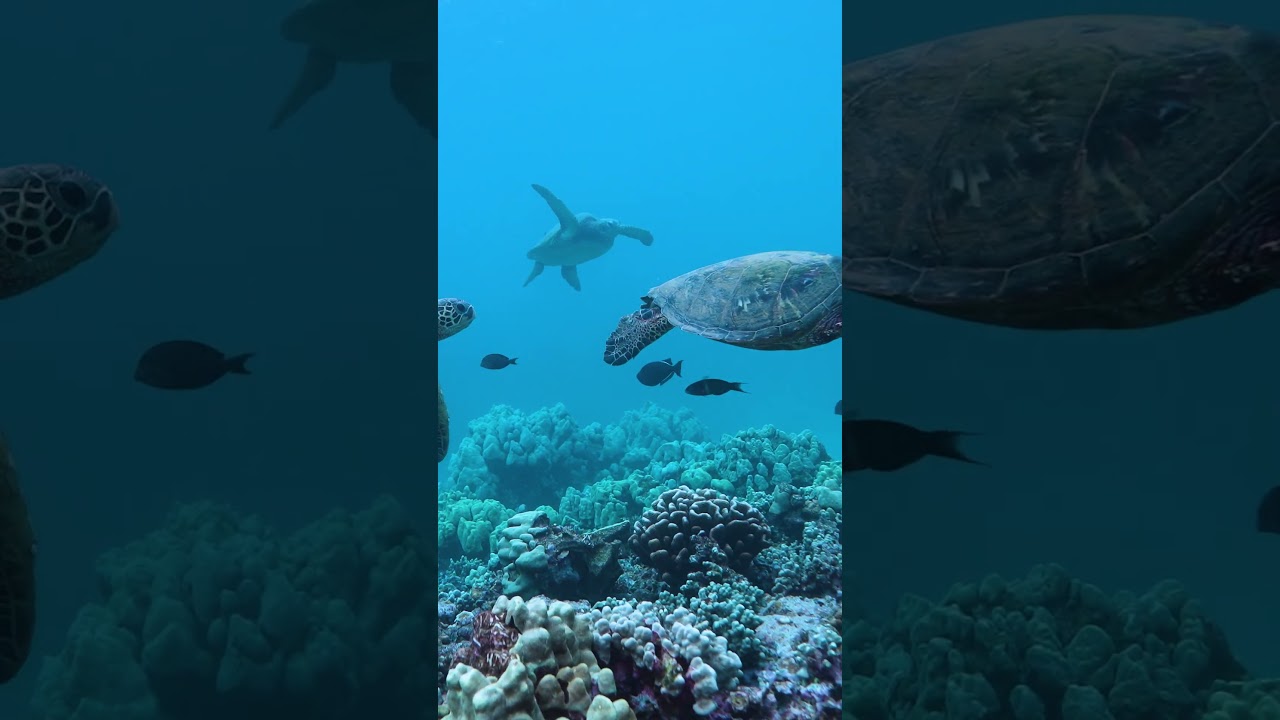 A turtle encounter like this is why Coral Gardens is one of our favorite snorkel spots!