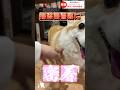 掃除機警察24時 #コーギー #corgi #つーちゃん