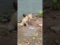 kucing aku mati🥲🥲😭😭😭al fatihah buat oyenti