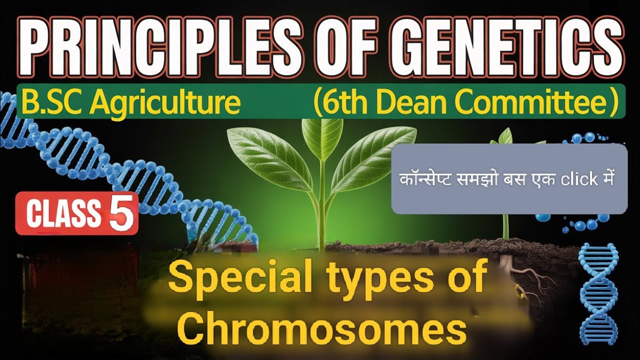 Special types of Chromosomes | BSc Agriculture| Hindi Explanation| Principles of Genetics 