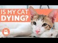 How to Tell if your Cat Is Dying