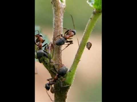 Как избавиться от муравьев? - YouTube