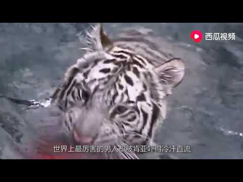巅峰期泰森大战野生老虎，能不能揍翻一只网友老虎一掌拍死他