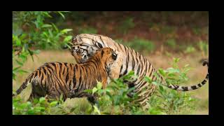 Disneynature’s Tiger| Official Trailer