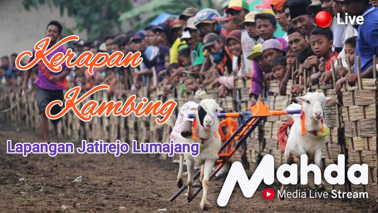 kerapan kambing live di lapangan jatirejo lumajang