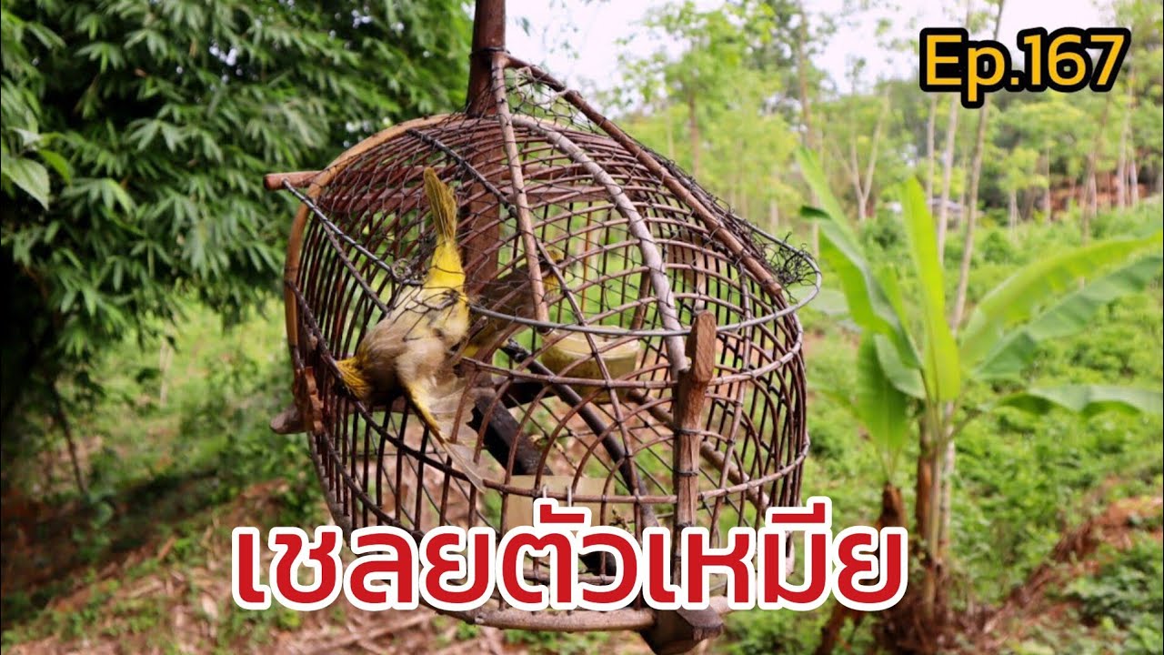 เสียงต่อนกดอกแตงEp.167 จ้าวขุนศึกร้องริกใส่เชลย เชลยลูกเสอตัวเหมีย Suara pikat merbah lekir