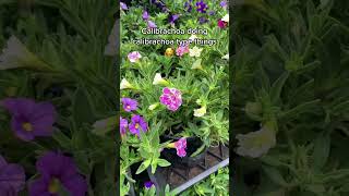 Calibrachoa come in all different colours and sizes
