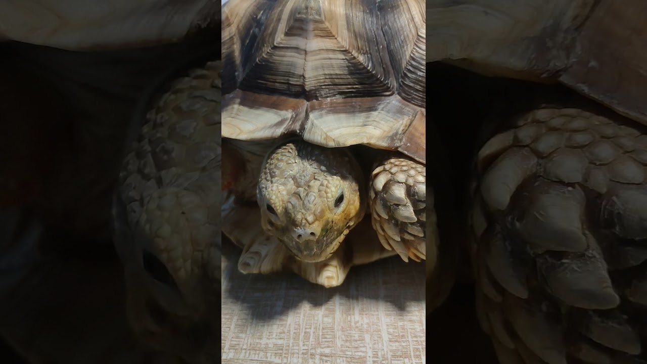 eating papaya leaf 🐢🌿 