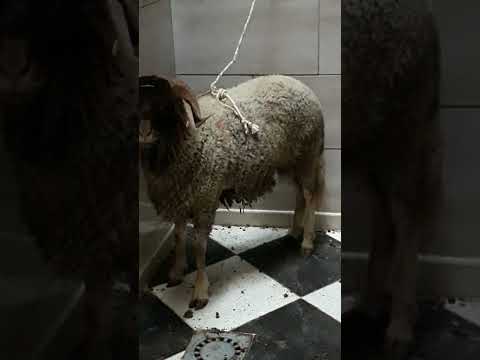 مسكين متوتر ينتظر أجله أشفق عليهم كثيرا لكنها سنة الحياة عيد مبارك عيد لجميع المسلمين Shorts Europe