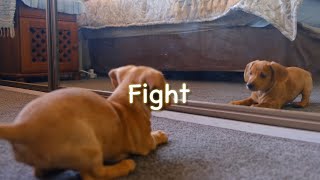 Kotaro Oshio - Fight (코타로 오시오) 기타 연주 커버 동물 싸움 #fingerstyle #guitar #fight #cat #dog #squirrel