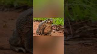 Significado De Sonhar Com Sapo シ