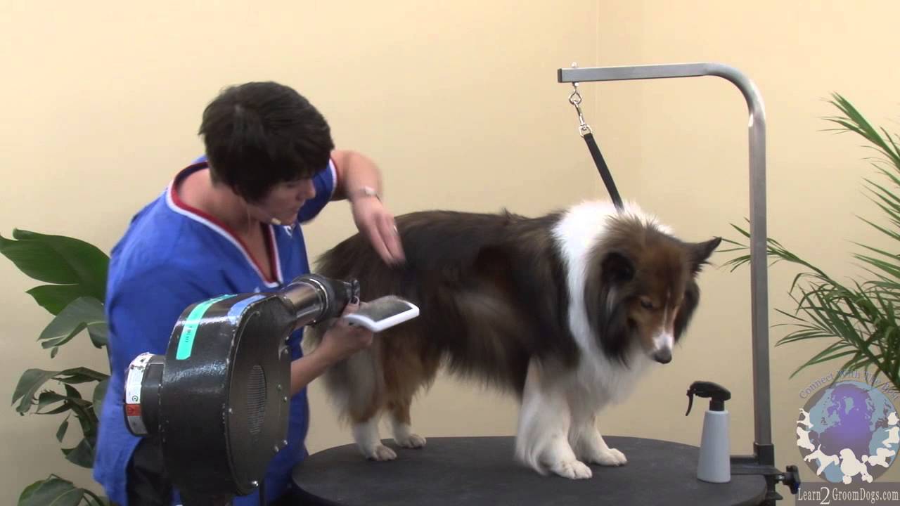 shetland sheepdog youtube