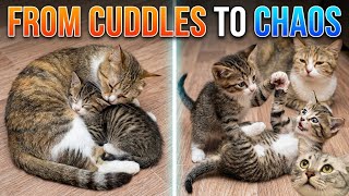 From Cuddles To Chaos