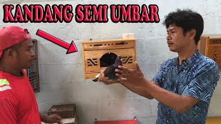 COBA PAKAI TRIK INI MERPATI YG GAMPANG NGSOT JADI STABIL