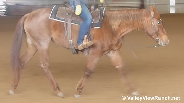 Titanium Topsy - jog, stops, turns, lope, stops! - ValleyViewRanch.net