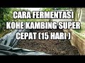 #CARA  FERMENTASI KOHE KAMBING SUPER CEPAT